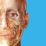 Atlas de anatomía humana apk premium